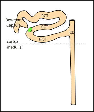 cortical nephron