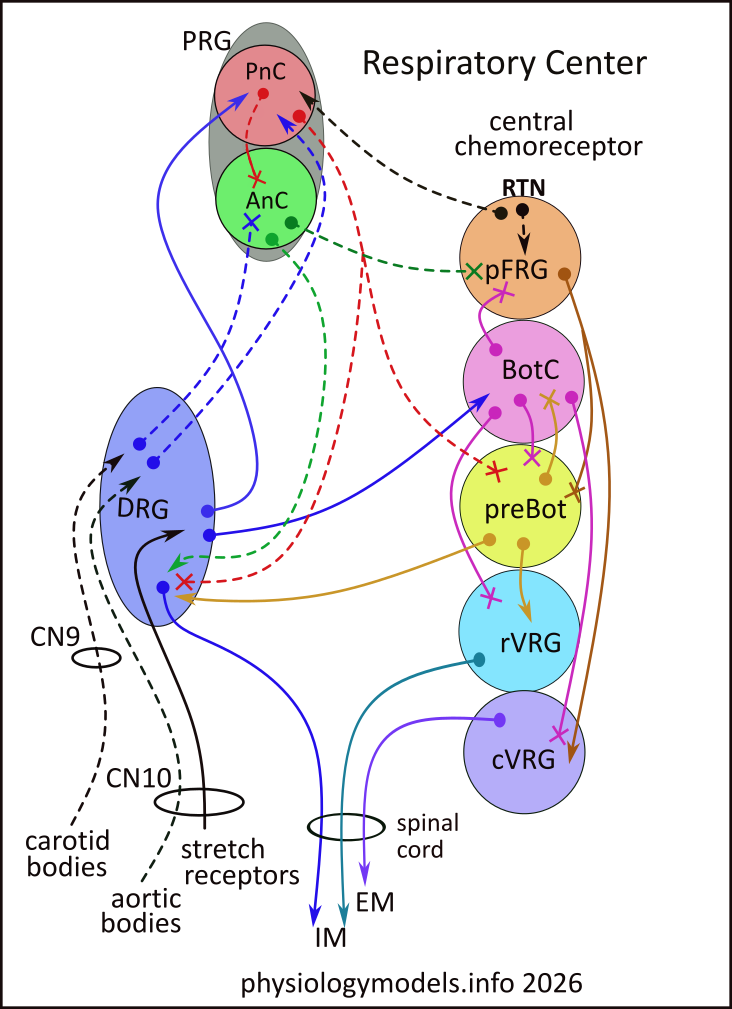 Respiration model
