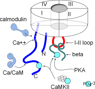 CaL channel