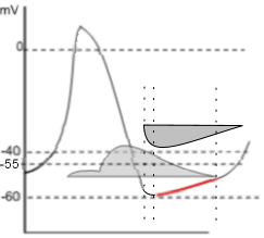 HCN repolarization