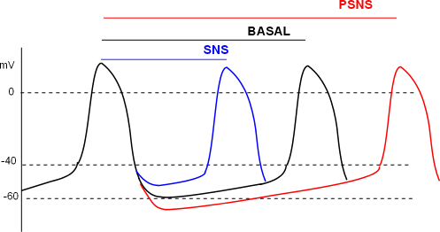 heart rates