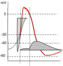 repolarization