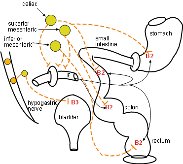 Adrenergic Receptors Chart