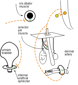 Adrenergic Receptors Chart