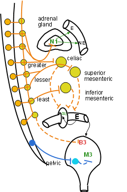 Abdominopelvic Organs