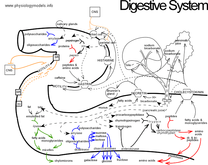 Physiology Flow Charts