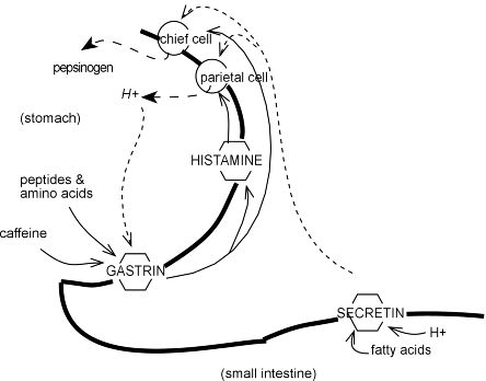 gastric hormone