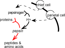 How is pepsinogen converted to pepsin?