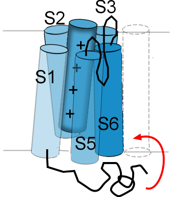 N-type inactivation