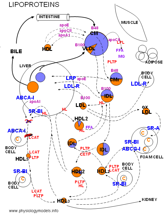 Lipoprotein diagram