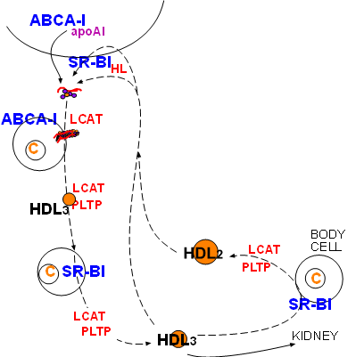 HDL