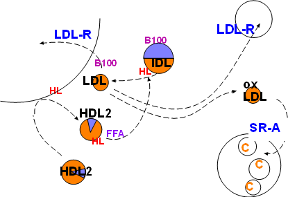 LDL