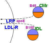 lipoprotein remnants