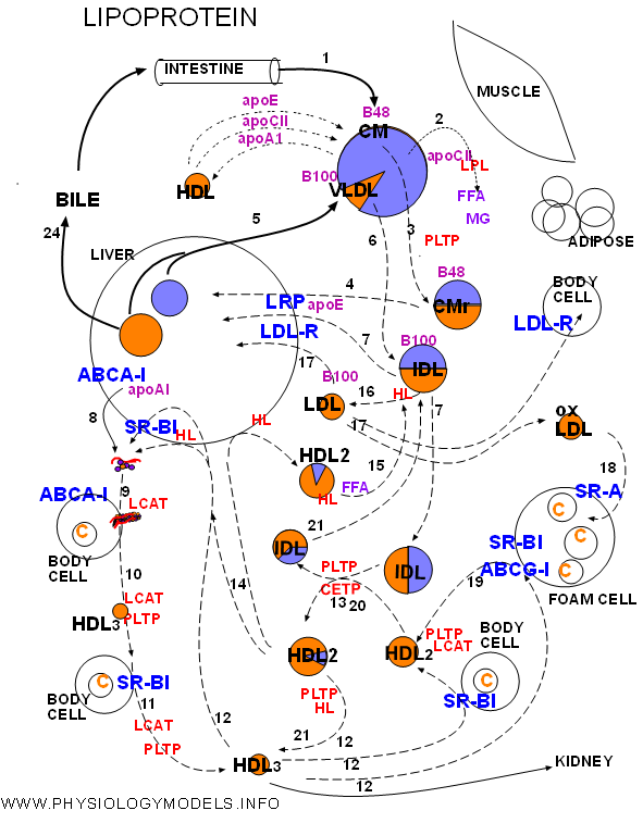 Summary Lipoproteins