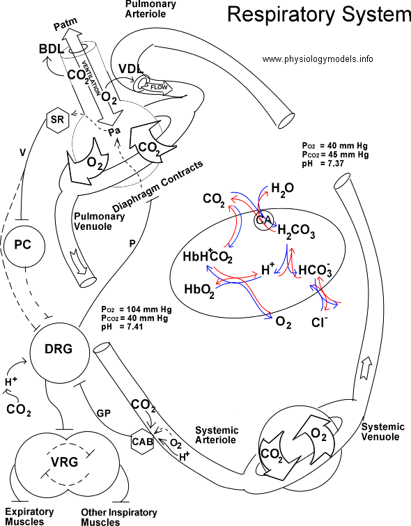 Physiology Flow Charts