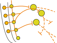 Collateral Ganglia