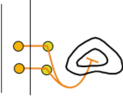 adrenal medulla innervation