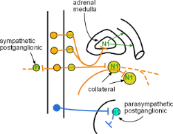 Nicotinic receptors