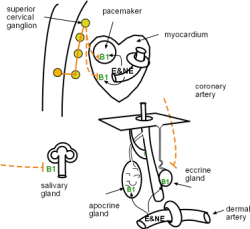 beta one receptors