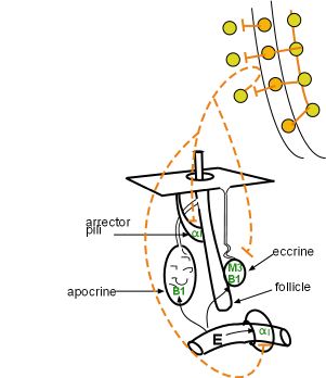 dermal organs