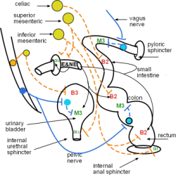 intestinal innervation