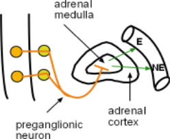 Adrenal Medulla secretions