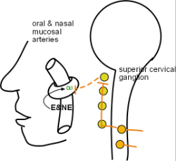 Oral & Nasal Mucosae