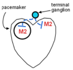 muscarinic 2 receptors