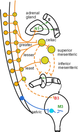 splanchnic nerves