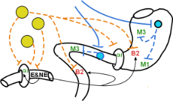 stomach innervation