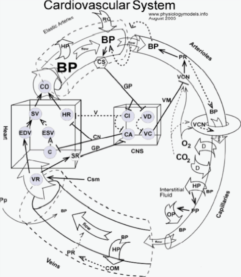 Cardiovascular Model