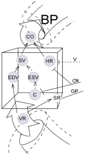 Cardiovascular Model