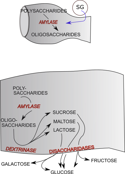 carbohydrate digestion