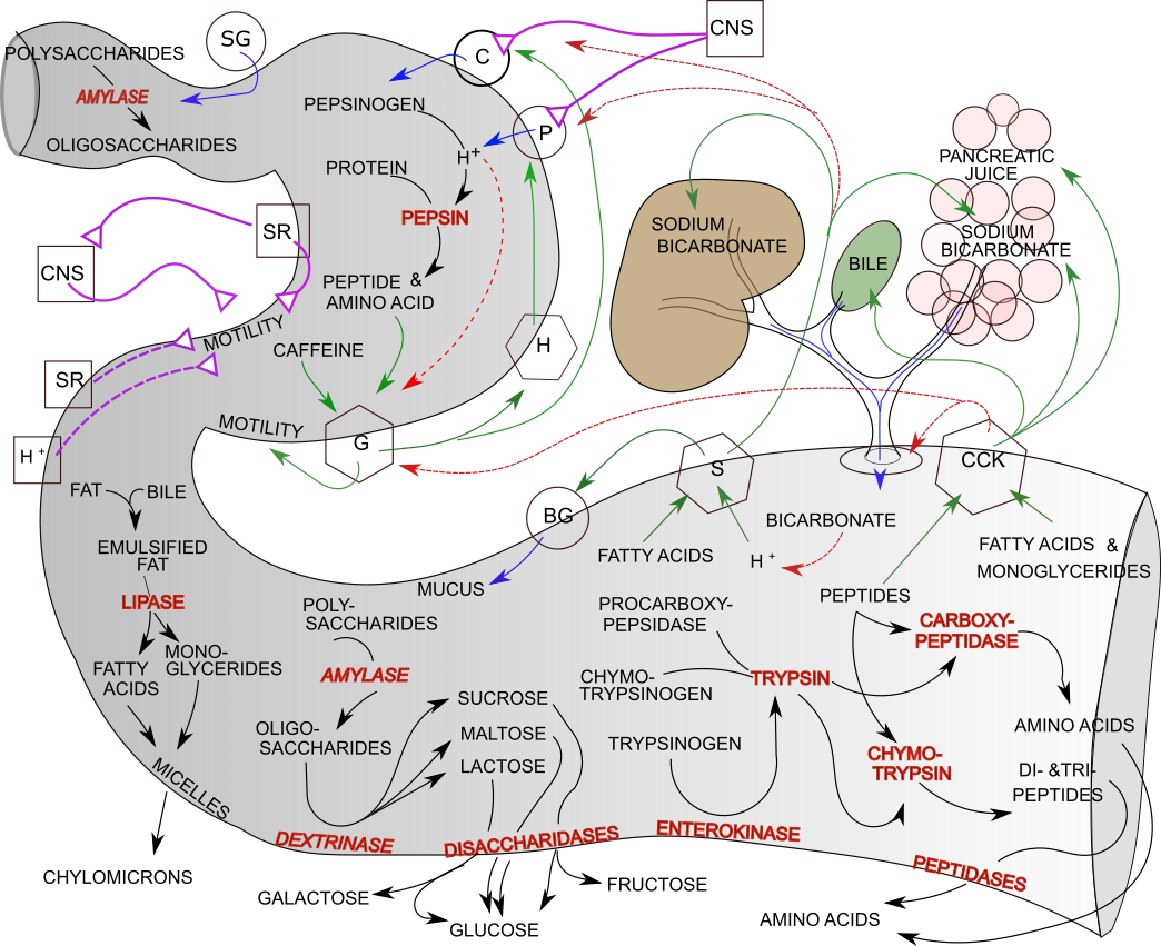 Digestion model