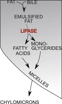lipid digestion