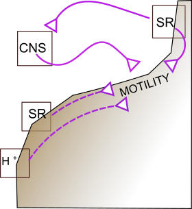 gastric nerves