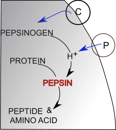 protein digestion
