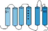 T6P1 channel monomer