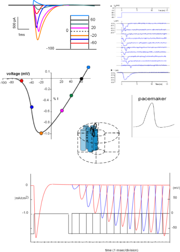 Electrophysiology model