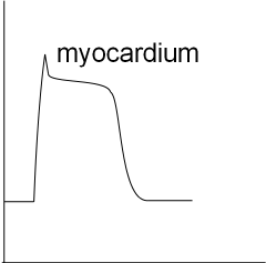 myocardium AP