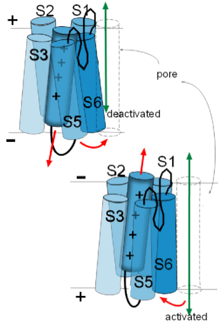 activation gate movement