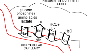 proximal convoluted tubule