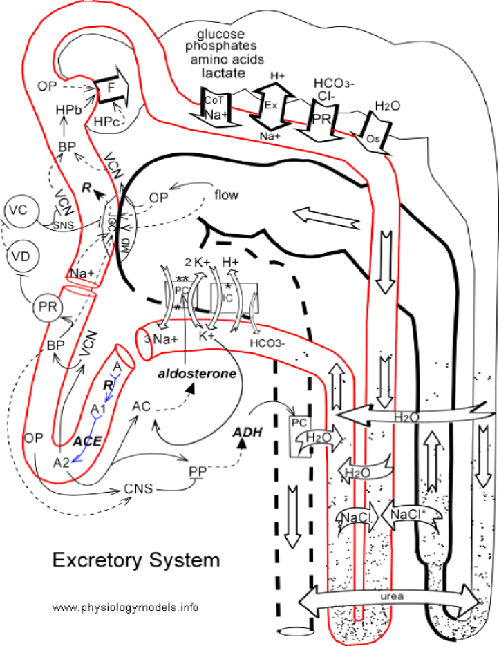 Excretion Model