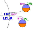 lipoprotein remnants