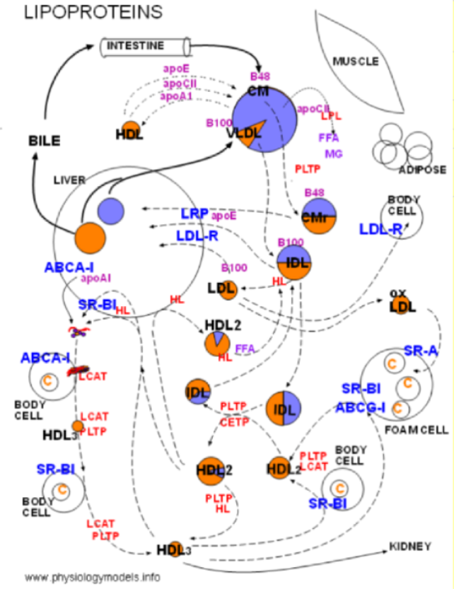 Lipoproteins model