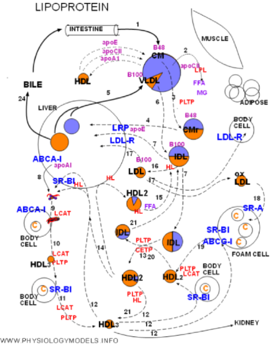 Summary Lipoproteins