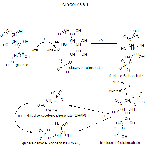 Metabolism model