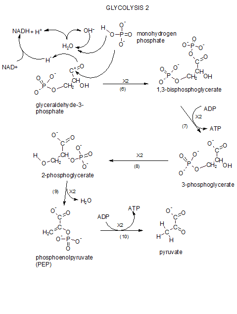 glycolysisII