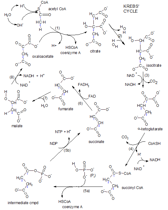 Krebs' Cycle