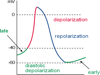 pacemaker graph